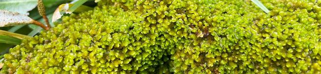 苔moss子's header image