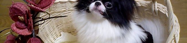 AyaーＡｙａ's header image
