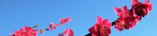うめぽん＠エコ追究中's header image