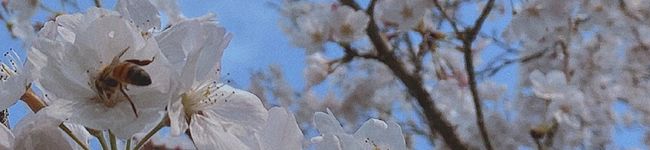 ももまるこ〇's header image