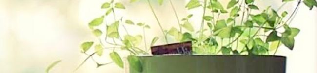 salt22's header image
