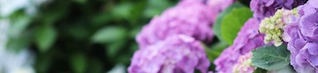 小梅、。's header image