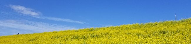 タツ野郎飯's header image