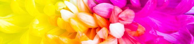 ♡CCP初心者♡'s header image