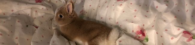 余り物レシピ's header image