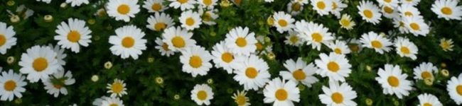 mama195's header image