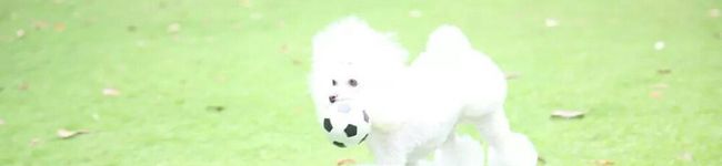 PULEO's header image
