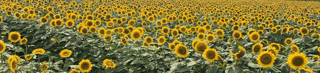 Légume_k's header image