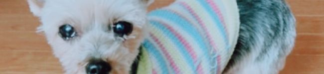 BuleBelle's header image