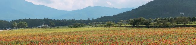 かりんこりんこりん's header image