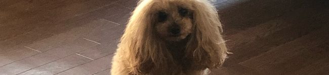lilohana's header image