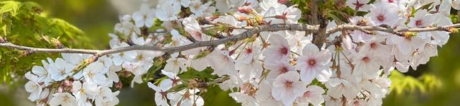 sakura0469's header image