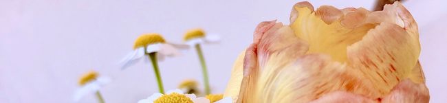 しーえしーえ's header image