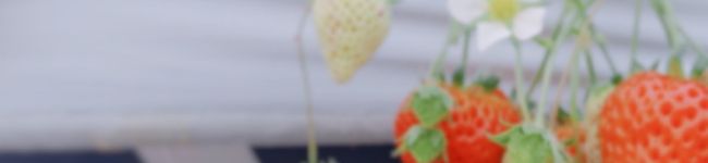 プリン大好き栄養士's header image