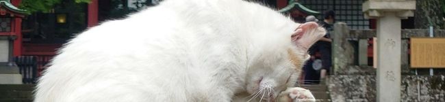 ♡Catherine's header image