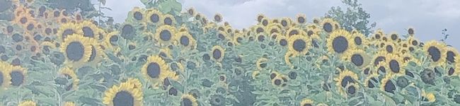 HARUKO★'s header image