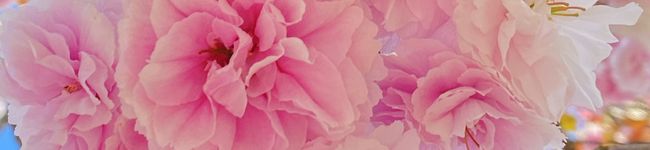うちゃままん's header image