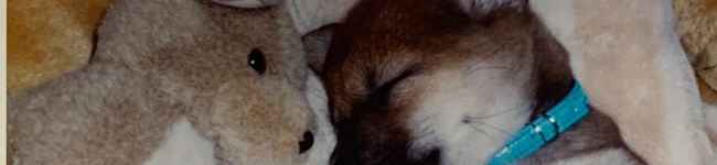 柴犬のお顔☆'s header image