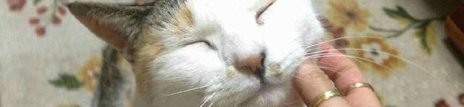 addapla's header image