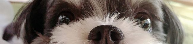 おむすび犬きょうだい's header image