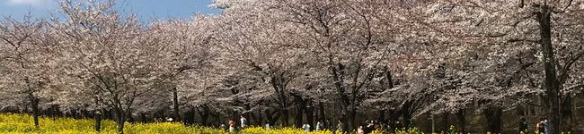 ラコミダ's header image
