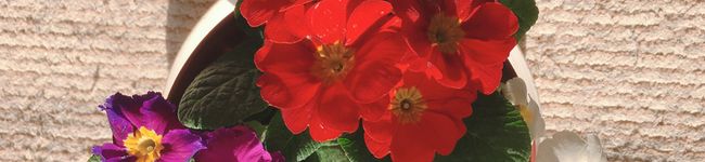 kanadolce's header image