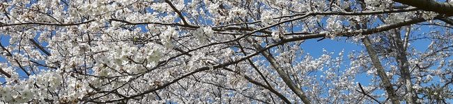 ❀けぴこ✿'s header image