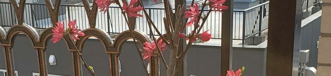 クックダイガまーん's header image