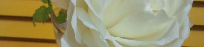 mayufuji's header image