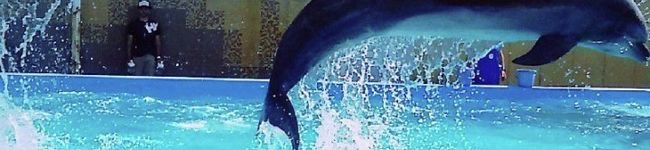 Cocoro_258's header image