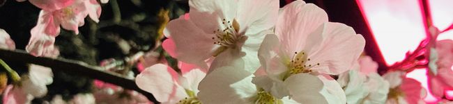 hasisakura's header image