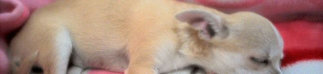 あほ犬のママ's header image