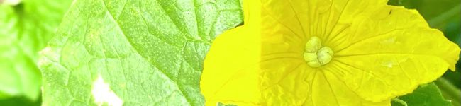 クックきのママ☆'s header image