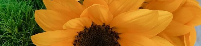 トマトのヘタ's header image
