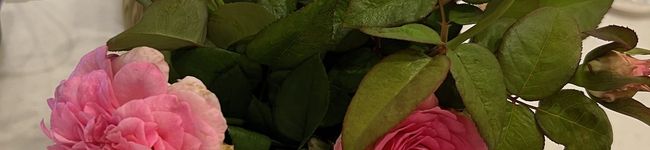 dillsage's header image