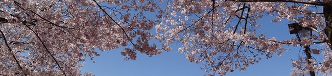 がみか's header image