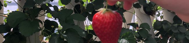 いちごtulip's header image