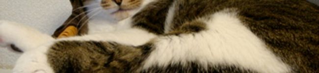 籠ねこ's header image