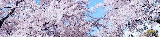 アルパカット's header image