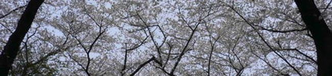 yokko77's header image