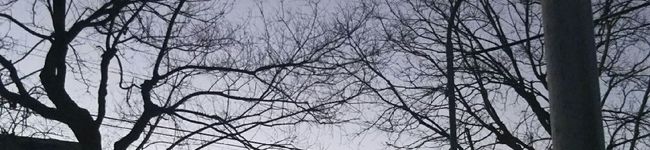 neko4's header image