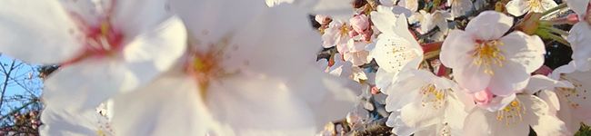 Pかりん's header image