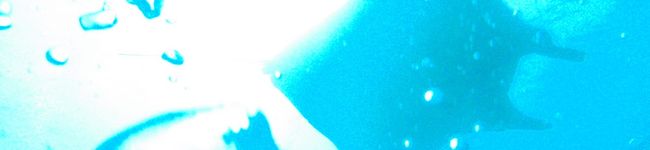 チロリル's header image