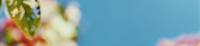 はっぱちゃん♪'s header image