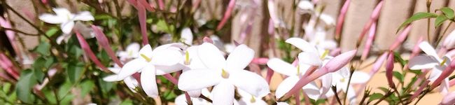 ☆Yopi555☆'s header image