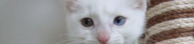 クックおにぎらず's header image
