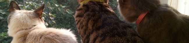 ﾄﾓ猫's header image