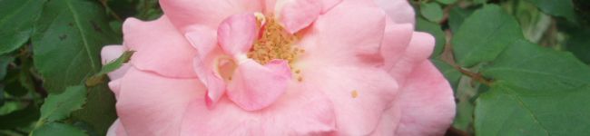 miimi930's header image