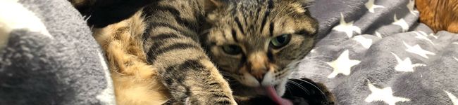 miyuneko4's header image