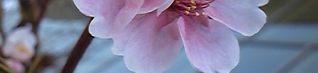 結愛0013's header image